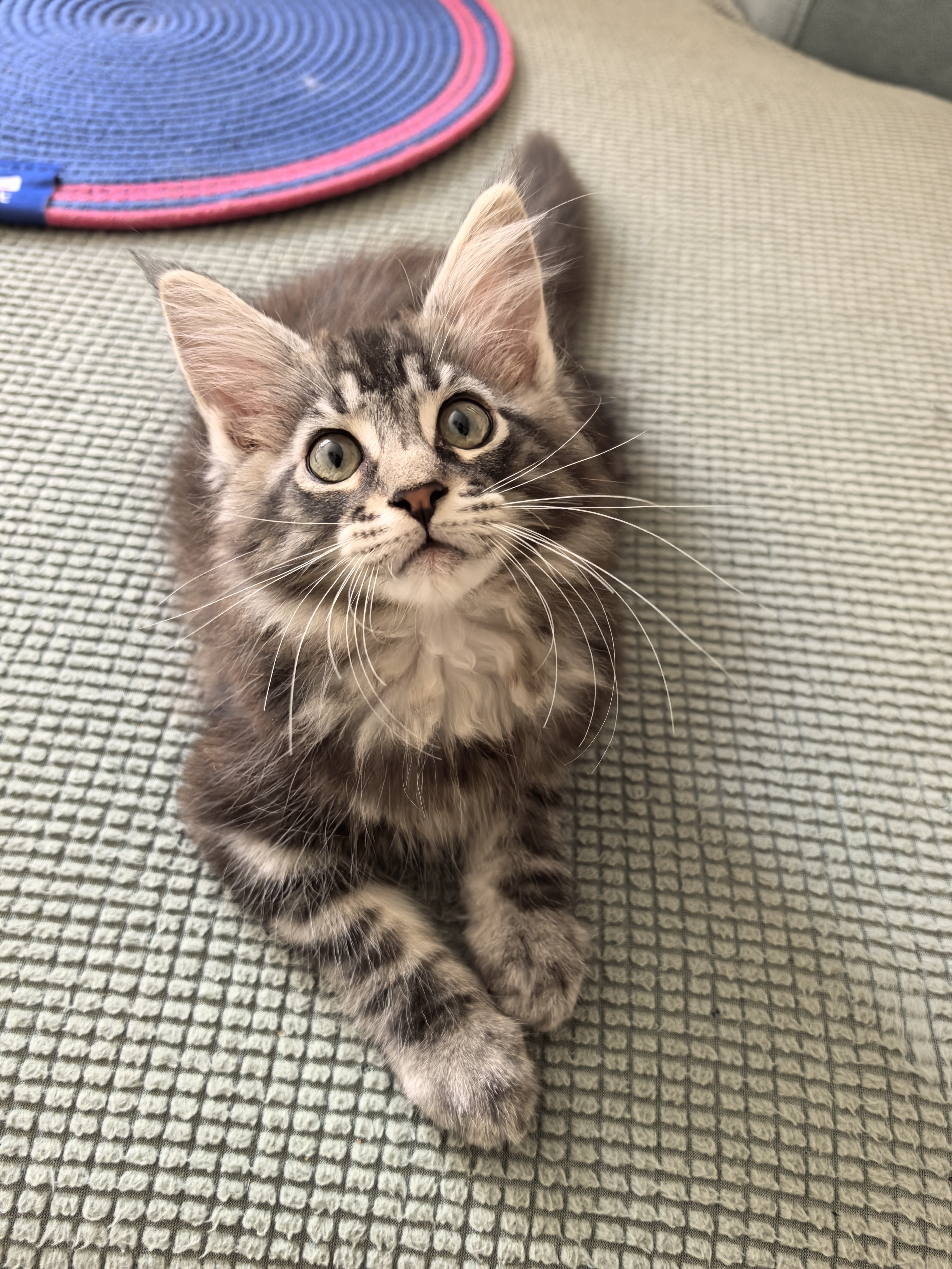 缅因猫
